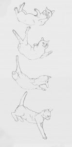 anatomy of cat