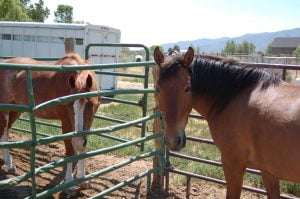 Horses