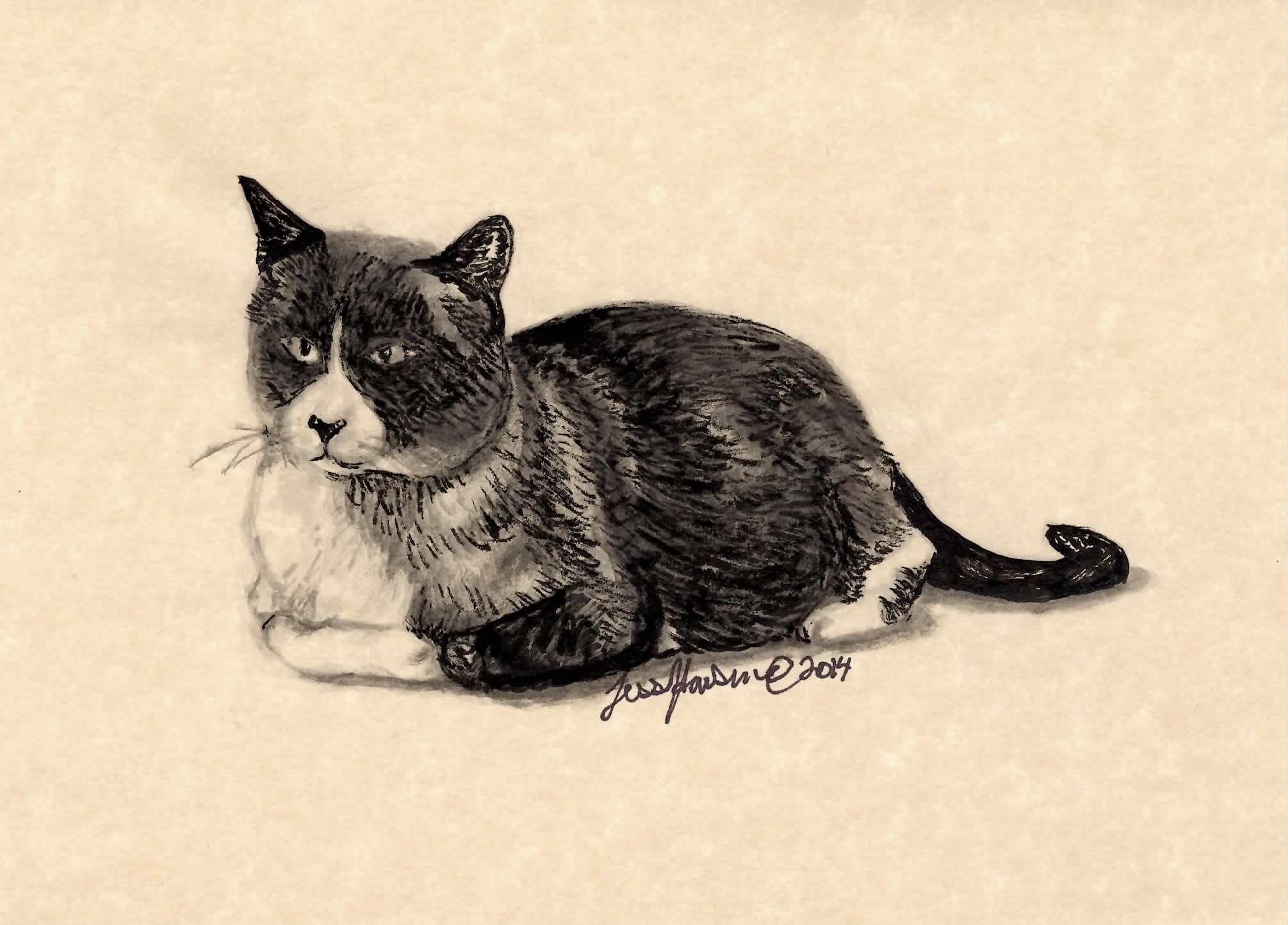 Siamese Sphinx