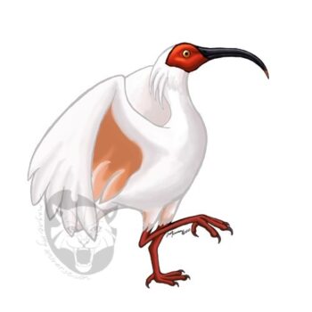 Asian Crested Ibis