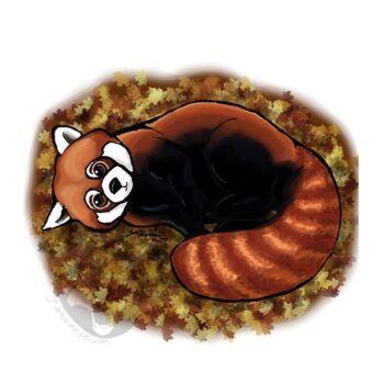 Red Panda Fun
