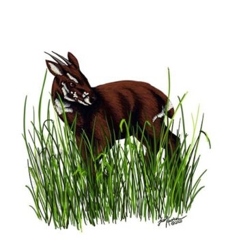 Asian Unicorn Saola
