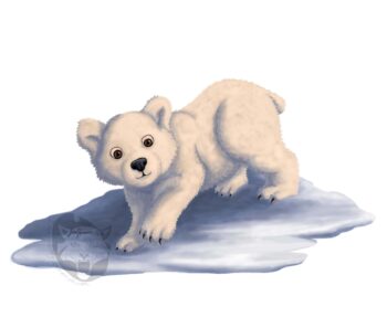 Vaquita: Panda of the Sea