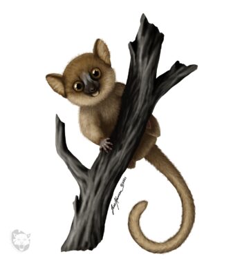 Berthe's Mouse Lemur