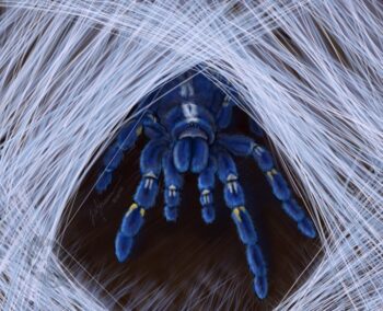 The Gooty tarantula is a rare tarantula located in India. It has a variety