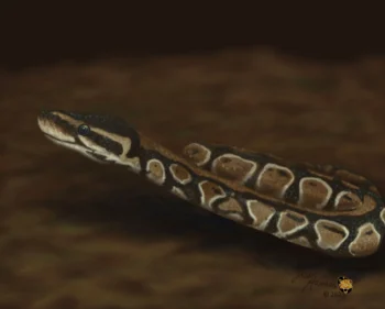 The Ball Python is from Africa and has become a popular pet in today’s society. This little one is looking up observantly at the world. Observant Ball Python
