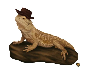 Bearded Dragons are very fun social animals. Popular as pets,
these lizards have a lot of personality. Say howdy to this bearded dragon! Howdy Bearded Dragon