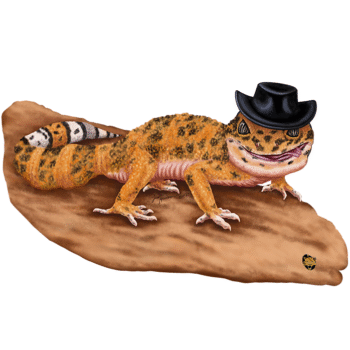 This little gecko may be the outlaw you always dreamed of. He won't put up with any law abiding citizens Outlaw Leopard Gecko