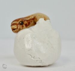 Super Toffee  (Hognose Hatchling series)